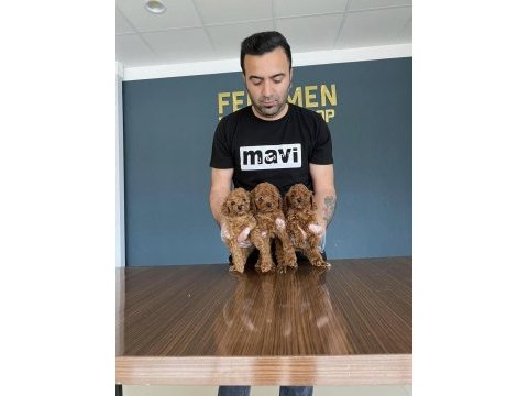 Köpek dünyasından orjinal toy poodle yavruları