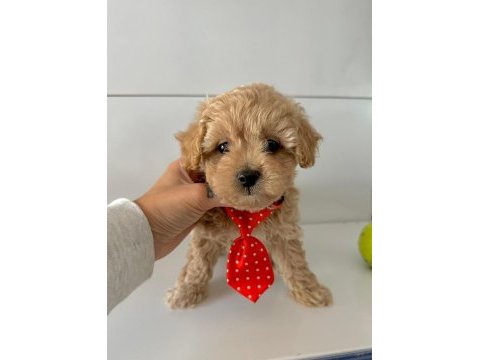 Mini maltipoo bakımı kolay bebekler 