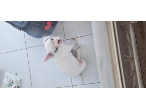 Kalite isteyen buraya french bulldog