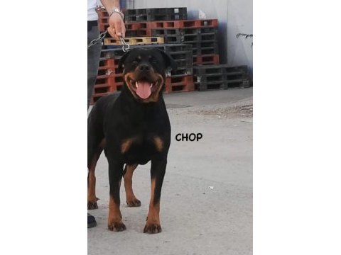 Ankara dişi safkan rottweiler