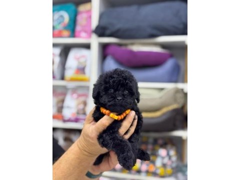2 aylık siyah erkek maltipoo yavru