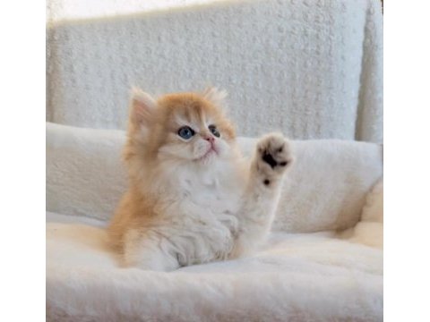 Blh 2 aylık erkek british longhair