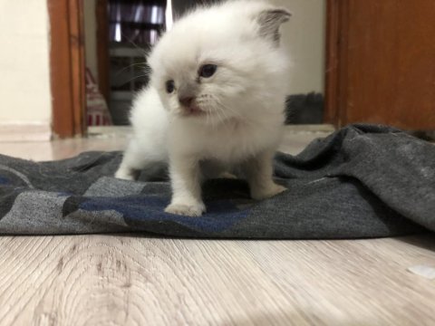 Blue point 30 günlük dişi scottish fold