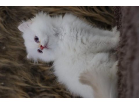 British longhair erkek kedimiz