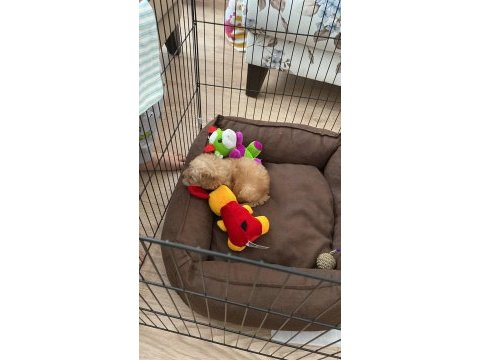 Maltipoo yavrumuz yeni sahibini arıyor
