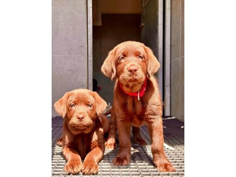 Birinci sınıf safkan labrador retriever yavrular