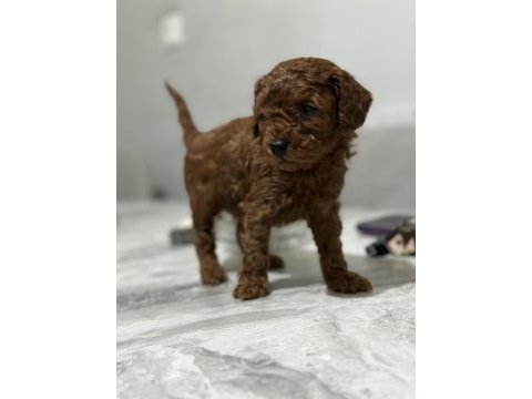 Toy poodle anne altında yavrularımz