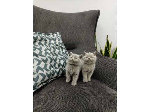 Koca kafalı british shorthair yavruları
