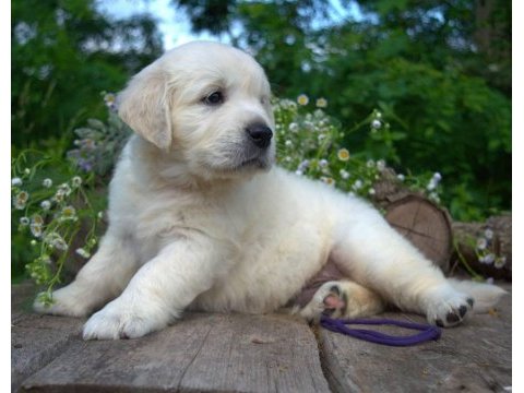 Golden retriever yavrular canlı görerek alabilirsiniz
