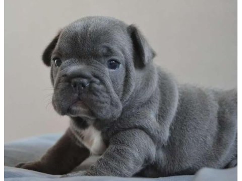 En güzel blue fransız bulldog kız