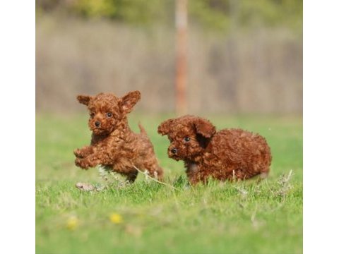 Irkının en güzeli toy poodle yavrular