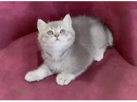 Dev adayı british shorthair erkek