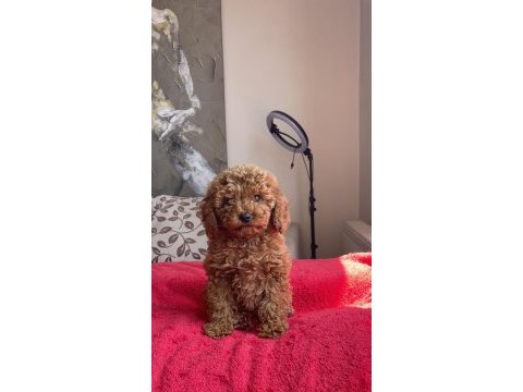 4 aylık dişi red brown toy poodle