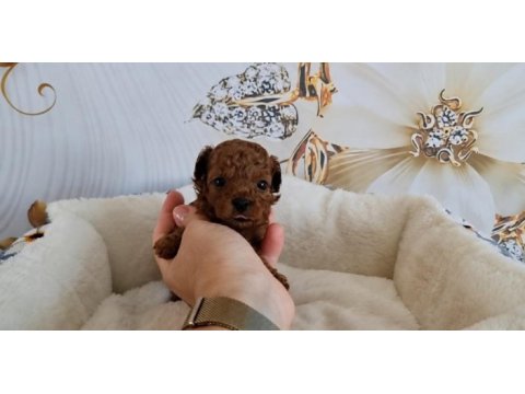 Toypoodle yavrularımız