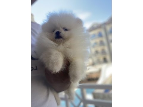 Irk sağlık garantili pomeranian