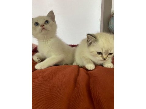 Yavru british shorthair kediler