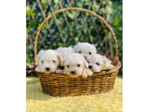 Kar beyaz düğme burunlu maltese terrier yavrular