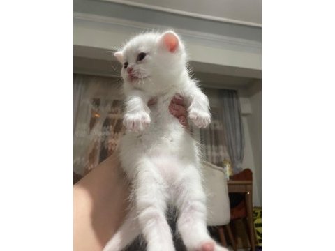 Norveç orman kedisi 1 aylık