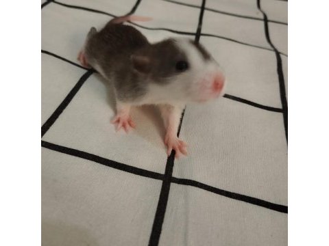 Dumbo rat çift ve bebekler ücretsiz sahiplendirme