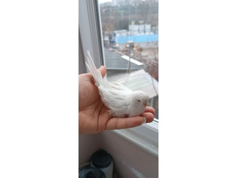Ücretsiz sahiplendirilecek beyaz kırmızı göz lutino muhabbet