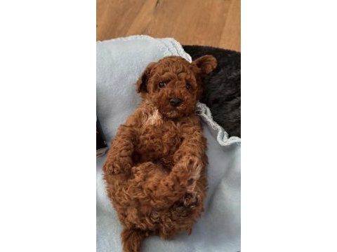 Toy poodle köpeği