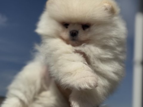 Petmode köpek çiftliğinden teddy face pomeranian