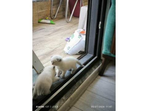 1 -1 buçuk aylık scottish fold yavru sahiplendirme
