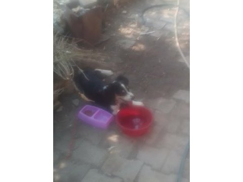 Border collie yavruya yeni yuva
