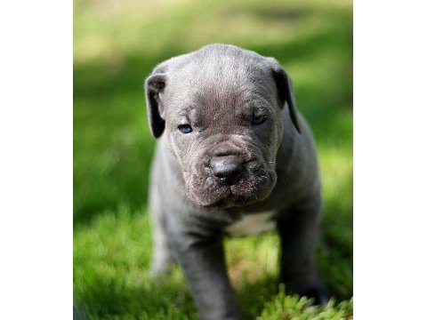 Blue cane corso yavruları