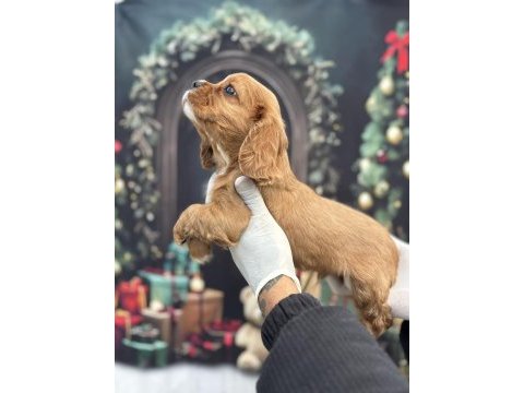 Orijinal ruby king charles sevimliliğin zirvesi