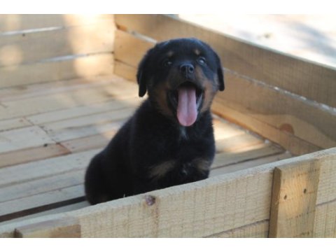 Rottweiler yavruları yeni ailelerini bekliyor!