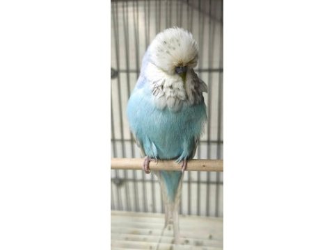 Şov jumbo erkek renk güzeli muhabbet kuşu