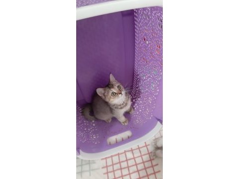 Black golden british shorthair prenses