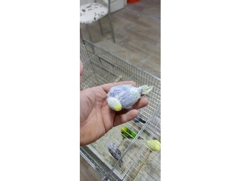 Alıştırmalık rainbow muhabbet kuşu yavrular