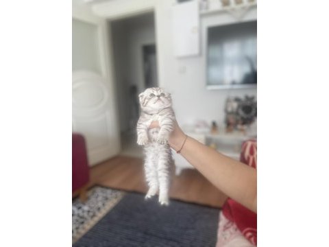 Güzeller güzeli bebekler scottish longhair