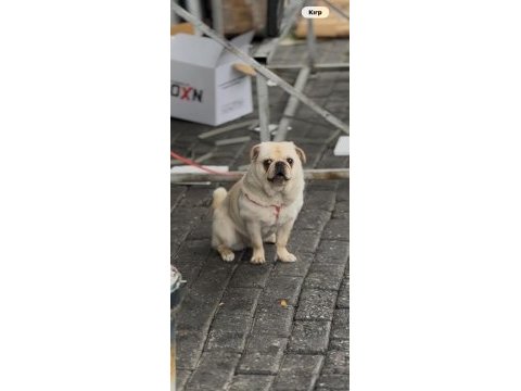 6 aylık aşıları tam dişi white pug
