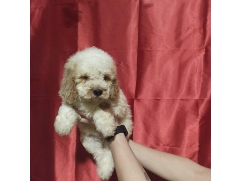 Labradoodle yavrusu