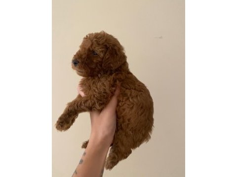 2 aylık safkan toy poodle