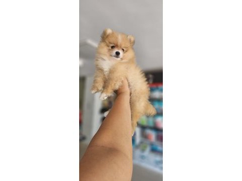 Uygun pomeranian arayanlara