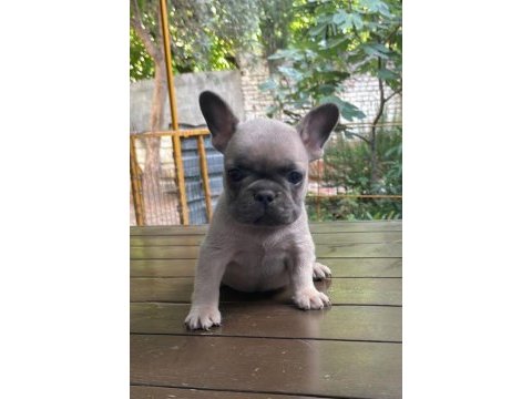 Egzotik french bulldog dişi ve erkek