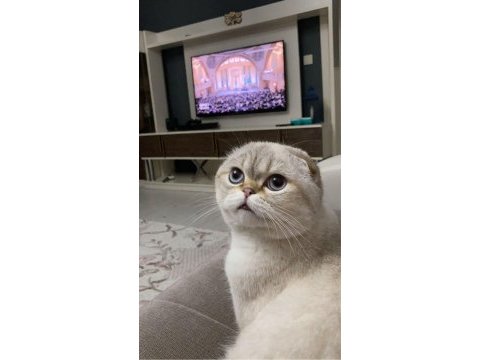 Scottish fold kedimiz