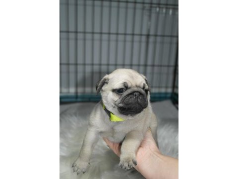 Pug mops yavrularımız a kalite