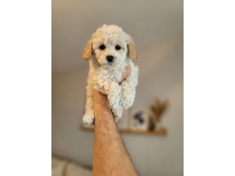 A kalite safkan maltipoo