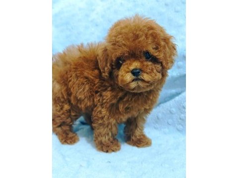 Daha güzel poodle varsa karşımıza çıksın