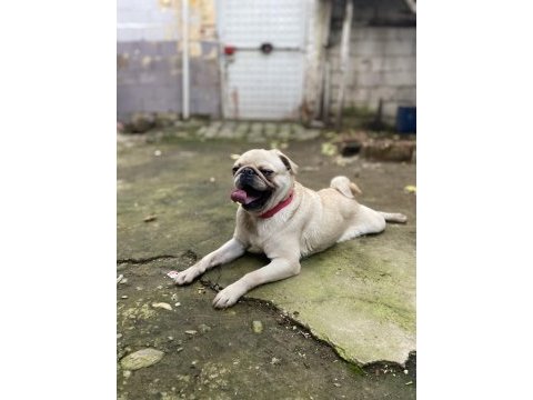 Egzotik üretmek isteyenlere fırsat white pug mops dişi
