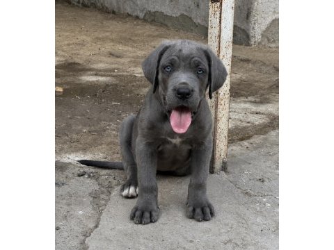 Erkek cane corso yavrular