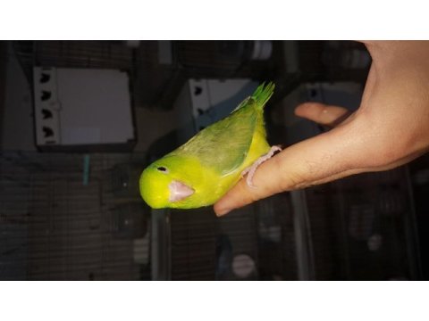 Forpus papağanı yavru kuşlar