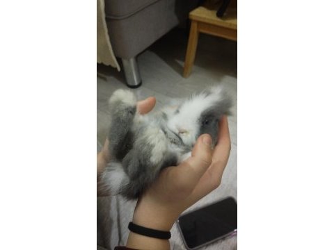 Yavru hollanda lop tavşanı