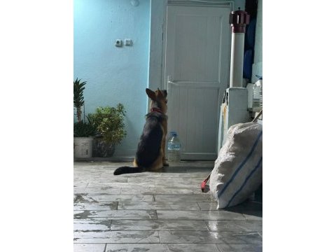 9 aylık herşeyi tam safkan alman kurdu