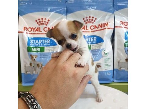 Dünya tatlısı chihuahua yavruları